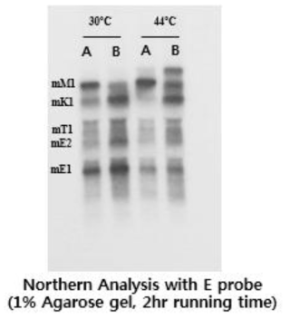 galM Stem and loop mismatch 2 돌연변이의 RNase E mutant에서 Northern 결과