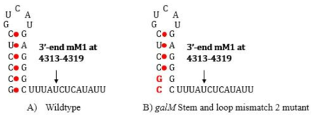 galM Stem and loop structure A, wildtype. B, mismatch 2 돌연변이