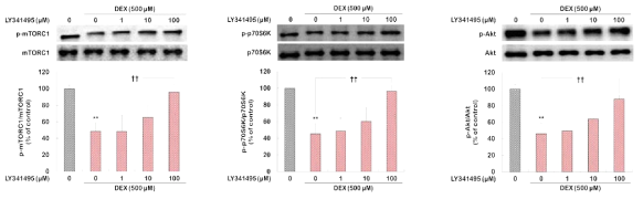 LY341495가 dexamethasone 처치로 감소된 mTOR 신호전달체계에 미치는 영향