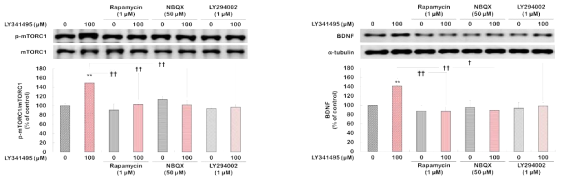 LY341495에 의해 증가된 mTOR 및 BDNF 발현에 mTOR 신호전달체계에 작용하는 inhibitor들이 미치는 영향