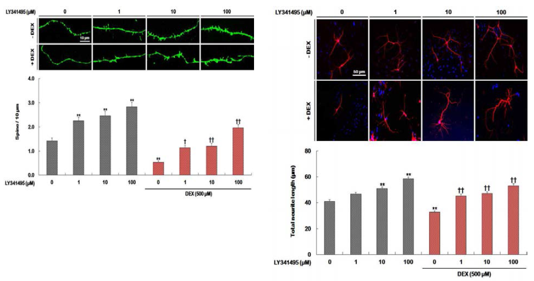 LY341495가 dexamethasone 처치로 감소된 spine density와 neurite outgrowth에 미치는 영향