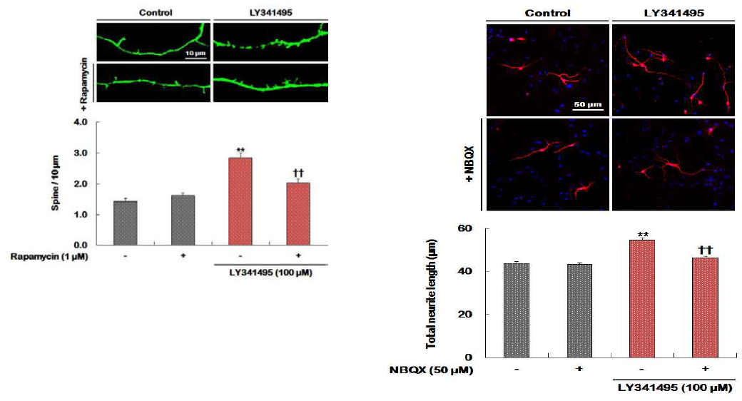 Rapamycin 및 NBQX가 LY341495에 의해 증가된 spine density와 neurite outgrowth에 미치는 영향