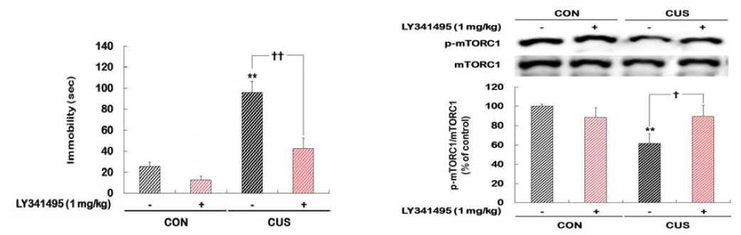 LY341495의 항우울효과 및 mTOR 발현에 미치는 영향