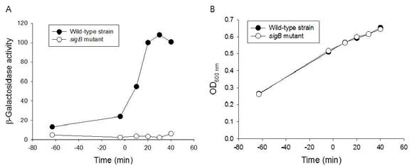 σB activity and growth of wild-type and ΔsigB mutant of L. monocytogenes grown under 0.5 M salt stress