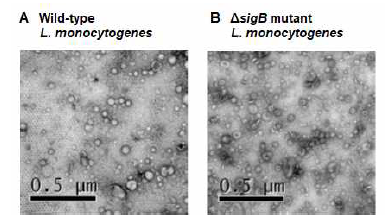 Transmission electronic microscopy (TEM) analysis of extracellular membrane vesicles (MVs) produced by L. monocytogenes under 0.5 M salt stress condition