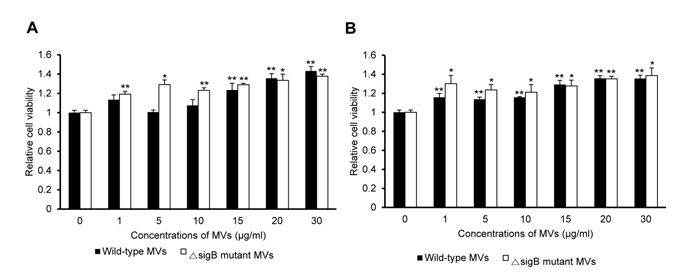 Proliferation of Caco-2 cells treated with L. monocytogenes MVs. MVs were purified from L. monocytogenes cultured without salt stress (A) or with salt stress (B)