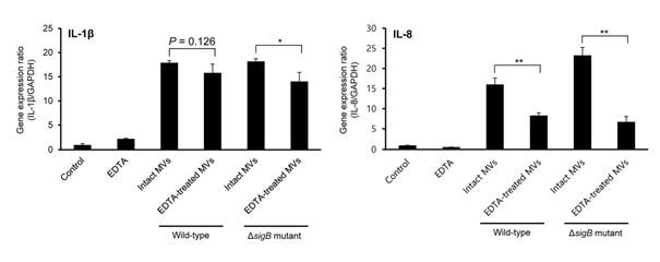 Expression levels of IL-1β and IL-8 genes in Caco-2 cells treated with intact or membrane disrupted L. monocytogenes MVs