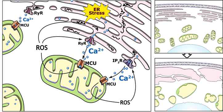 Curcumin과 celastrol에 의한 소포체 융합에서 Ca2+과 ROS의 역할