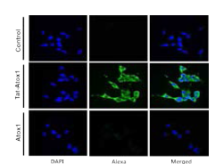 도파민 세포 침투 Atox1 융합단백질의 SH-SY5Y세포내로 침투