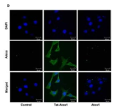 HT22 Cell 로 Tat-Atox1 protein의 투과