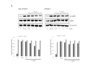 Tat-Atox1 protein이 H2O2로 유도된 p53에 미치는 효과