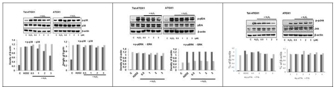 P38 phosphorylaion과 activation을 억제함과 동시에 Ischemia-induced apoptosis에 대한 Tat-Atox1 protein의 보호효과