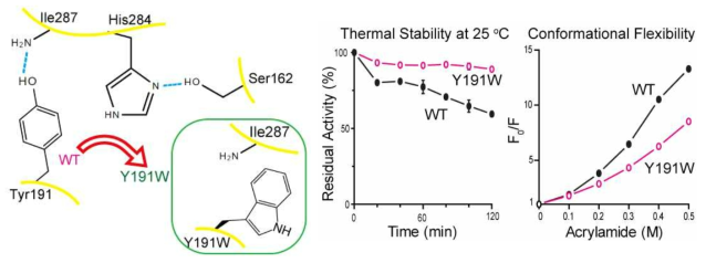극지세균 Sphingomonas glacialis PAMC 26605에서 동정한 세린 에스테라제인 EstSP1의 활성부위 모식도. EstSP1의 활성부위는 Tyr191과 Ile287의 수소결합에 의해 촉매 아미노산인 His284가 안정화됨. Tyr191을 Trp로 돌연변이시키면(Y191W), 소수성상호작용에 의해 활성부위의 열안정성이 증가함. 효소 활성은 감소함. ACS Omega (2017) 12월호 게재 [8]