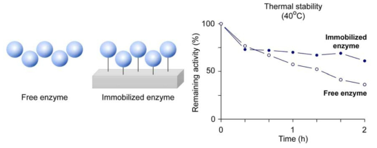 효소 고정화를 이용한 저온효소의 열안정성 개선 방법에 대한 리뷰 논문 작성. Catalysts (2017) 4월호 게재 [10]