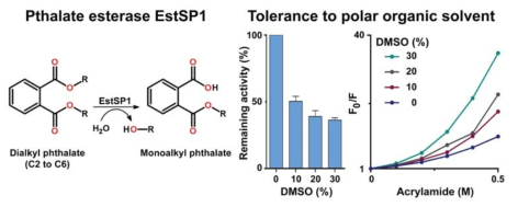 EstSP1 효소의 디알킬 프탈레이트 가수분해. 30% DMSO에서 효소 활성을 나타내며 0-30%까지 DMSO 농도가 증가할수록 구조 유연성이 증가함