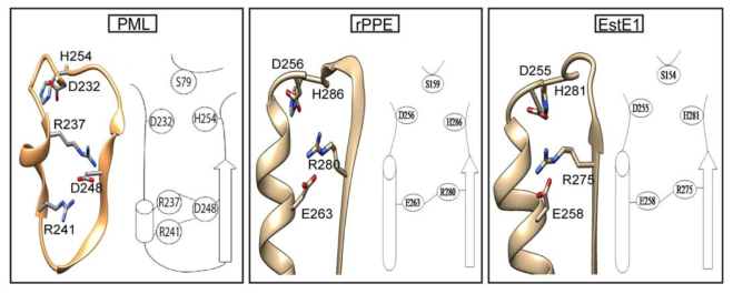 저온효소(PML), 상온효소(rPPE), 고온효소(EstE1)에 활성부위에 보존된 이온결합(Asp-Arg 또는 Glu-Arg)의 모식도. 이온결합에 의해 촉매 아미노산 His, Asp가 위치가 안정화됨