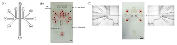 (A) DNA 고속 연속분석을 위한 미세유체칩의 디자인 미세유체칩 디자인, (B) 미세유체칩 사진, (C) 광마스크를 이용하여 아크릴아마이드 겔의 선택적 광중합 후 형성된 겔 밸브의 모습