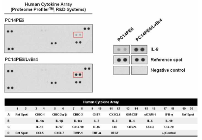 뇌전이암(PC14PE6/LvBr4)의 배양액에서 분비단백질(cytokine)의 발현 분석 (왼쪽)