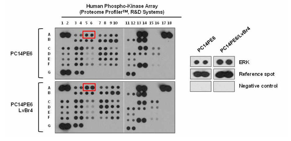 원발암(PC14PE6)와 뇌전이암(PC14PE6/LvBr4)의 신호전달경로 활성화 비교