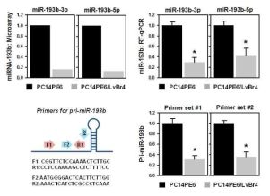 뇌전이암(PC14PE6/LvBr4)에서 miR-193b의 발현 감소 확인