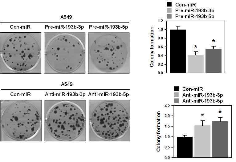 폐암(A549)에서 miR-193b에 의한 성장 억제 효과