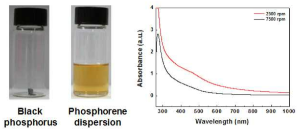 Black phosphorus와 phosphorene의 분산액의 사진들과 phosphorene 분산액의 UV-Vis 스펙트럼