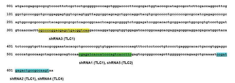 HSP27 발현 차단을 위한 5개 shRNA sequence