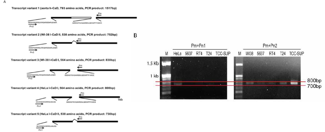 Caldesmon 단백의 5개 아형(isoform) (A) 및 방광암에서 752bp에 해당되는 transcript variant 2, 즉 WI-38 L-CAD II 아형이 주로 발현되는 것을 보여주는 RT-PCR 결과 (B)
