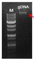 Preparative gDNA of Blautia sp. MRG-PMF1