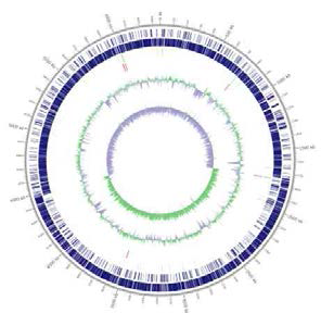 circular map of contig Blautia sp. MRG-PMF1