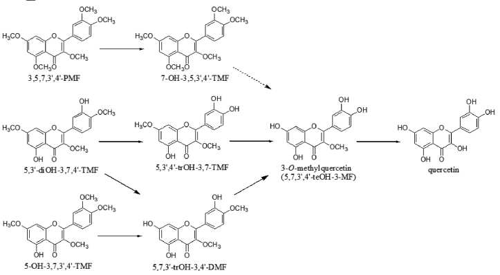 polymethoxyflavone의 MRG-PMF1에 의한 예상 대사기작