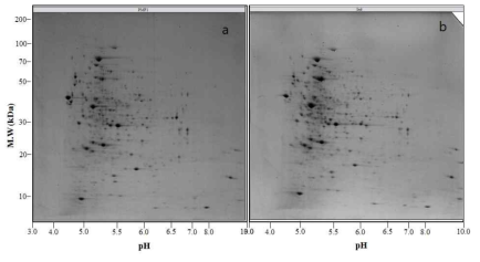 non-induced cell of MRG-PMF1 (a)과 induced cell of MRG-PMF1 (b)의 2DE 이미지