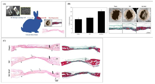 인산칼슘 나노입자가 도입된 MC 수화젤의 골 재생능 평가; (A) 전체 실험 모식도, (B) 골형성량 및 μ-CT, (C) H&E / Masson’s trichrom staining