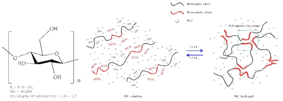 메틸셀룰로오스의 화학구조 및 열가역적 젤화 메커니즘