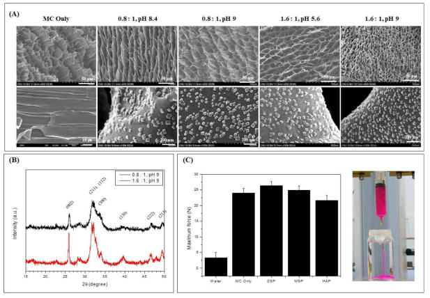 CaP NPs가 합성된 MC 수화젤의 특성분석; (A) SEM, (B) XRD, (C) Injectability