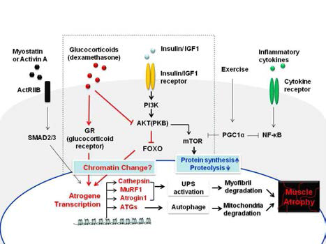 근위축증에 이르는 신호전달 경로, 다양 한 Catabolic state에서 IGF1/PI3K/Akt/mTOR을 포함 하는 신호전달경로는 근육단백질의 합성 및 ubiquitin-proteasome system과 자가포식을 타겟하여 근육조직내의 단백질 level을 조절하는 것으로 알려져 있다