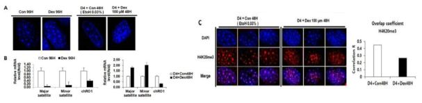 A. Immunocytochemistry를 통해 Iin vitro 근위축증 모델에서 constitute Heterochromatin의 분포 양상 변화 확인. B. 근위축증 모델에서 Pericentromeric과 Centromeric heterochromatin 부분을 구성하는 Major satellite와 Minor satellite 및 myotube-specific nuclear organization 활성이 있는 long noncoding RNA인 ChRO1의 발현 양상 확인. C. 근위축증 모델에서 Heterochromatin의 마커인 H4K20me3의 위치 변화 확인