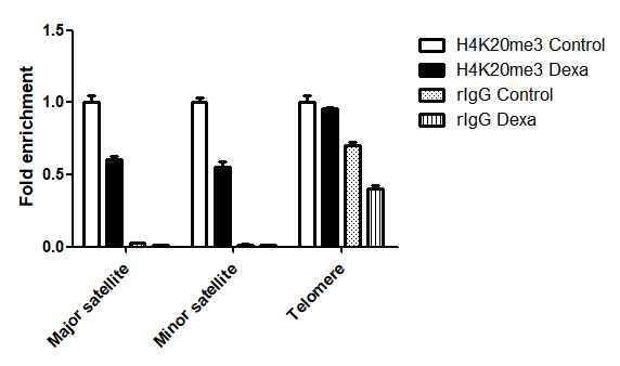 근위축증 모델에서 constitutive heterochromatin region인 pericentromere, cetromere region의 H4K20me3의 레벨 감소