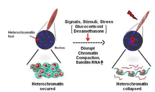 근위축시 일어나는 크로마틴의 변화 모델, 외부자극에 의해 근육유전자 발현을 유지하는 크로마틴 환경의 변화 및 satellite RNA의 derepression에 의해 근육유전자들의 발현에 영향을 준다