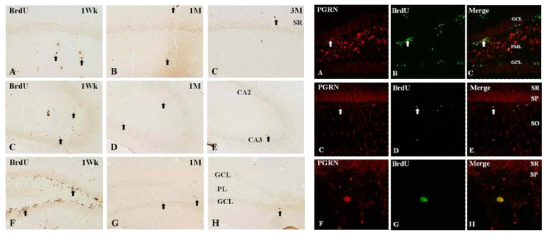 BrdU immunoreactivity (left panel) and BrdU/PGRN (right panel) in the hippocampus 1weeks(1wk), 1month (1M) and 3 months later. Arrows indicate newly generated cells
