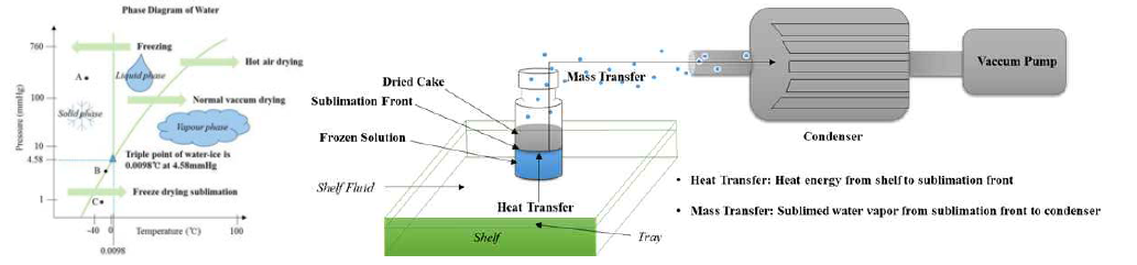 동결건조를 위한 물의 phase diagram과 동결건조 과정에서의 heat 및 mass transfer 모식도