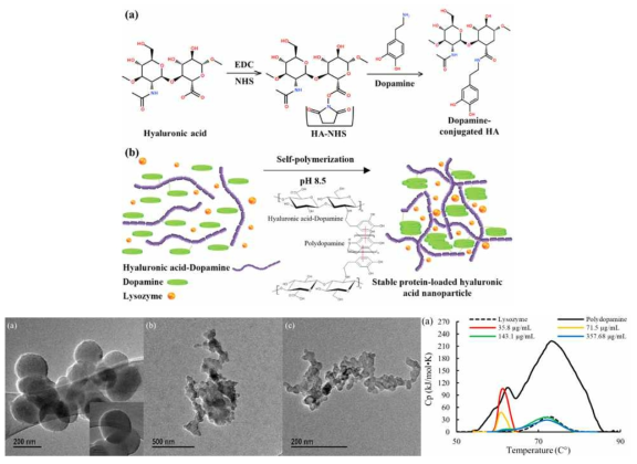 Self-organizing이 가능한 히아루론산, 폴리도파민 및 adhision mediator를 활용하여 자기융합적 반응에 의한 단백질 복합체 제조 모식도와 생성된 나노컴플렉스의 전자현미경 사진