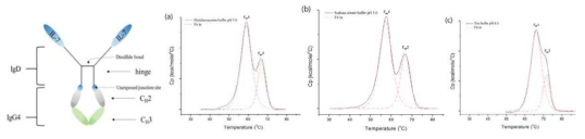 Basal buffer system 변화에 따른 hyFc 융합단백질의 열역학적 평가 결과