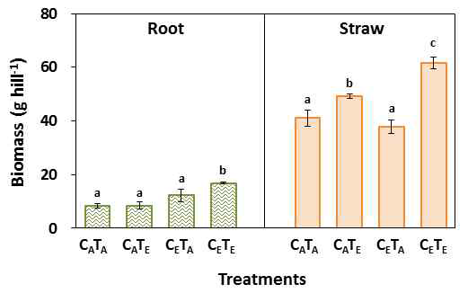 [CO2] 및 온도에 따른 볏짚과 뿌리 잔사의 Biomass 생산량