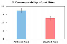 정상 [CO2] 조건과 상승 [CO2] 조건에서 자란 굴참나무 낙엽의 토양 내 분해율