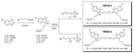 포스포네이트화 펜타메틴사이아닌 700 nm 근적외선 형광 물질의 합성 모식도와 화학적 구조