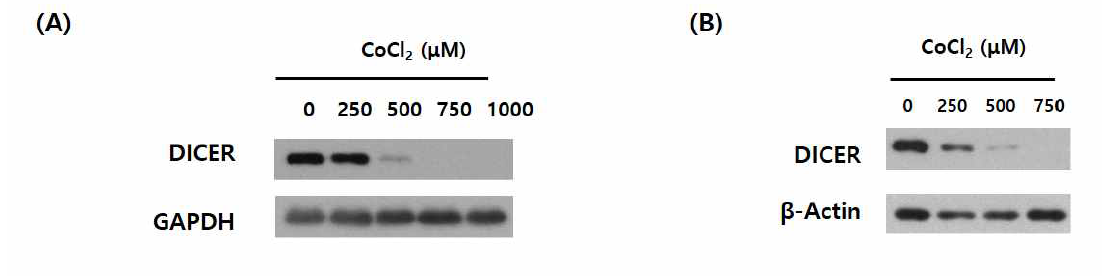 DIcer downregulated during CoCl2 treated (A) U251-MG cell line and (B) mouse primary astrocyte cell