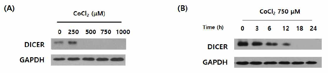 DIcer downregulated during CoCl2 treated T98G Glioblastoblastoma cell line. (A) in a dose and (B) time dependent manner