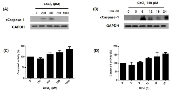 Caspase-1 is activated during CoCl2 induced hypoxia in T98G