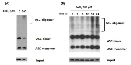 ASC is accumulated during CoCl2 induced hypoxia in T98G